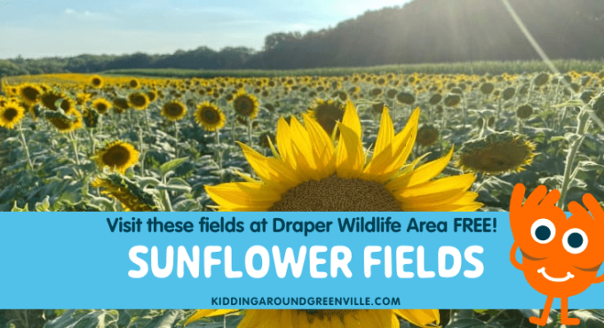 Draper wma sunflower fields