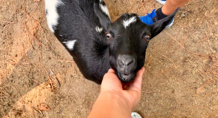 Petting a goat