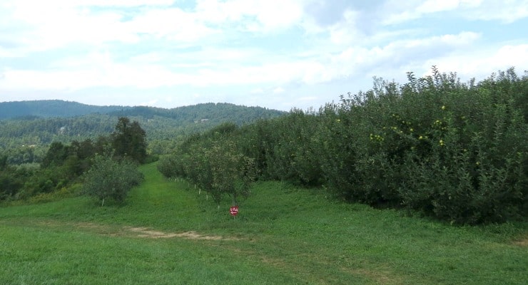 apple picking at Sky Top Orchard