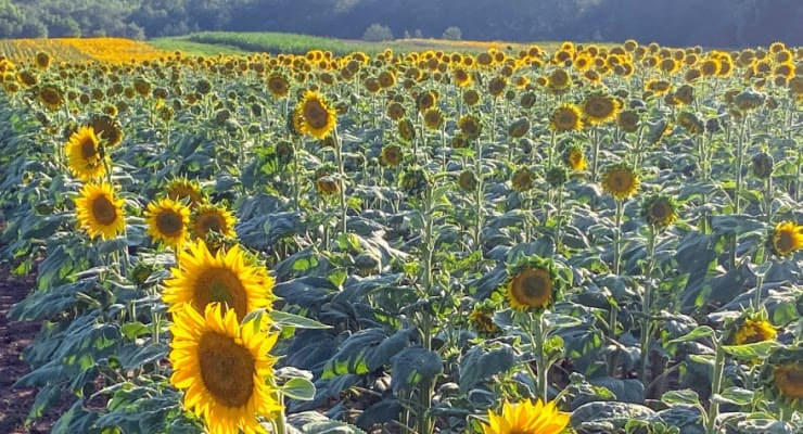 Draper sunflower fields in York, South Carolina