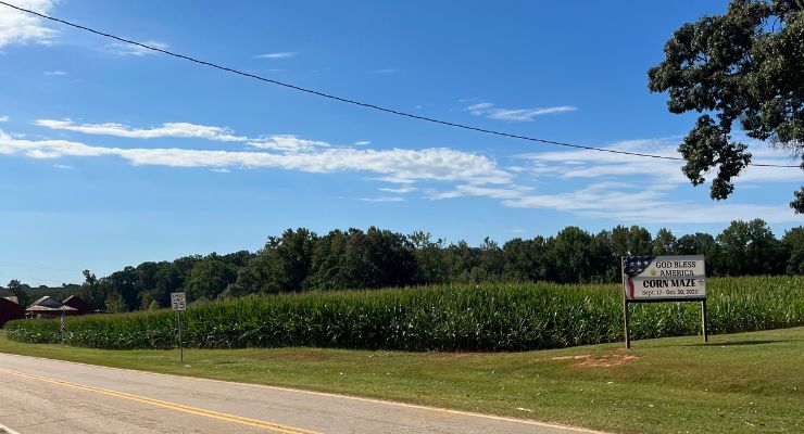 Corn maze at Strawberry Hill