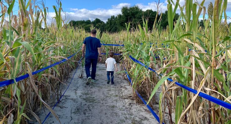 Clinton Sease Farm corn maze