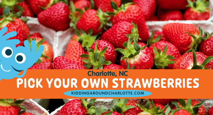 Strawberry Picking: Charlotte, NC