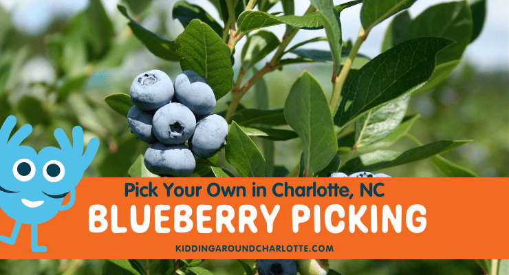 Blueberry Picking in Charlotte, NC