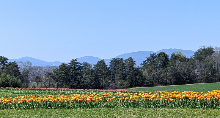 Thompson Farm tulips