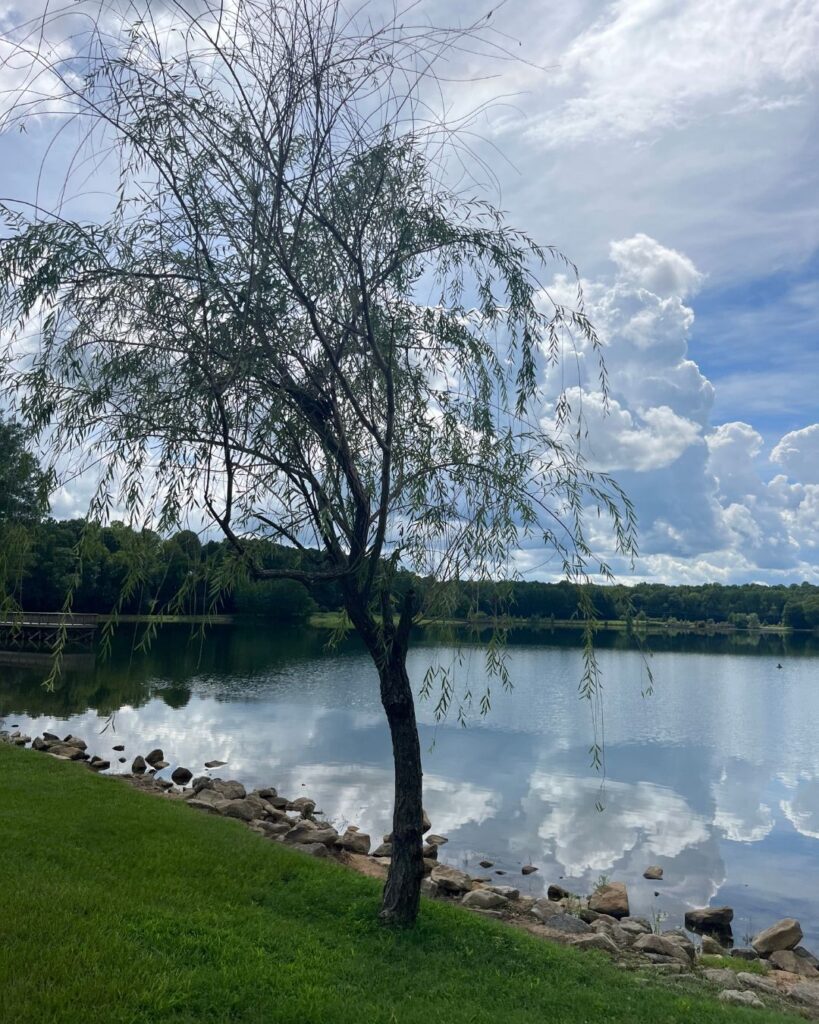 Pretty tree at Rankin Lake Park