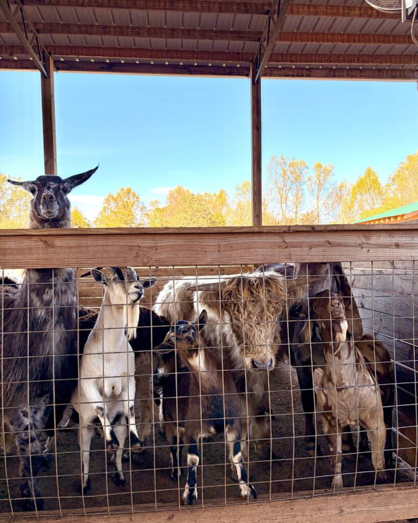 Circle M Safari animals