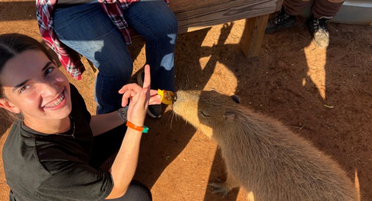 Fedding a Capybara