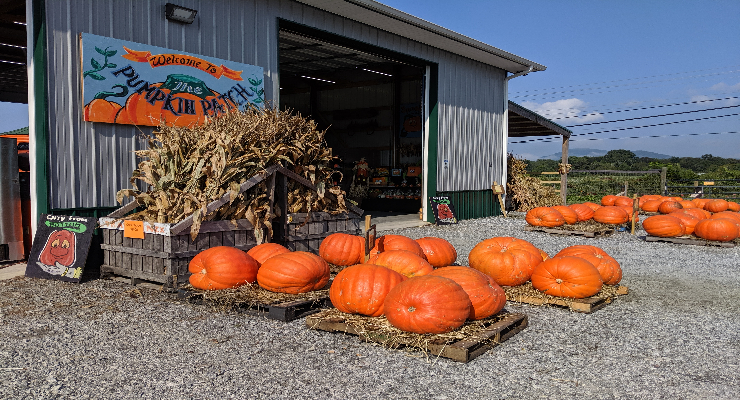 Pumpkins at Nix